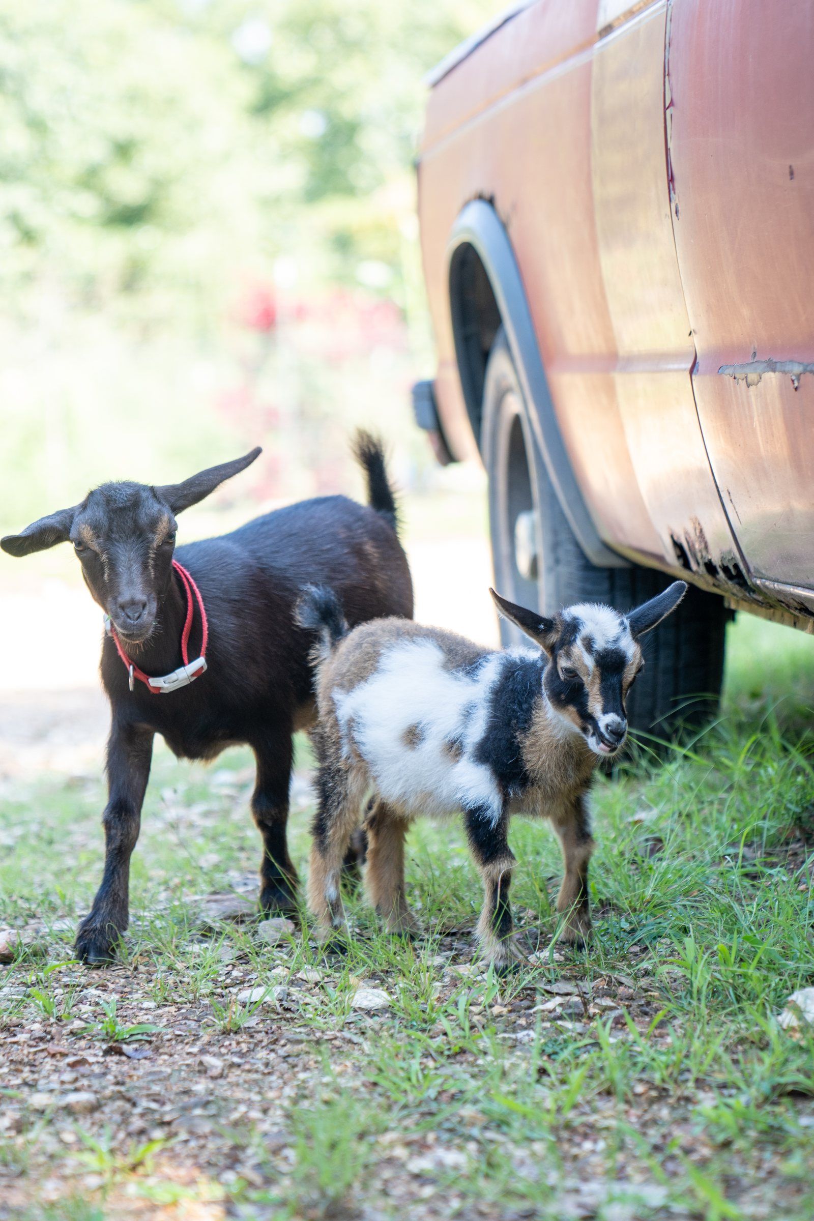Two goats on the Future Men campus