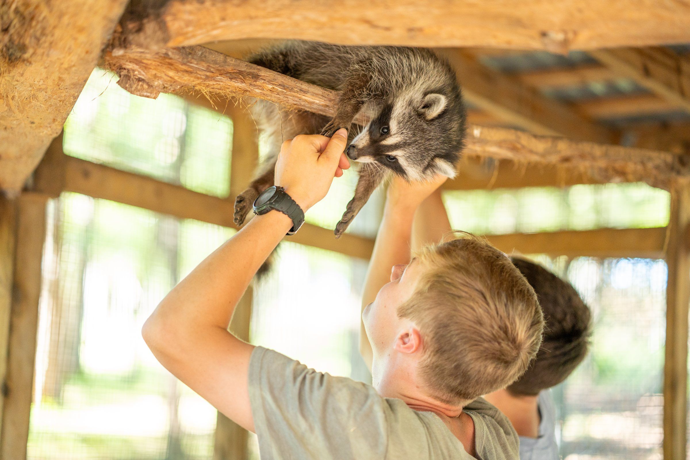 A Future Men student reaching up to a raccoon on a beam in the wildlife enclosure
